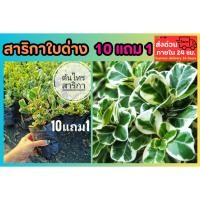 ราคา สาริกาใบด่าง ต้นไทรสาริกา ไทรใบโพธิ์หัวกลับ ต้นไม้มงคล ปลูกง่าย ต้นไม้ ธรรมชาติ ปลูกป่า ไม้ยืนต้น สวนต้นไม้ รั้วบ้าน (28336770960)