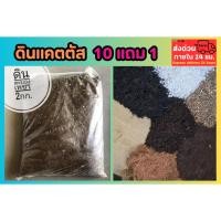 ราคา ดินแคตตัส ดินตะบองเพชร 2 กก ไม้ประดับ สมุนไพร ต้นไม้ ฟอกอากาศ สวน จัดสวน แต่งบ้าน สวนครัว ดินสวน ป่า ดินธรรมชาติ (26087075001)