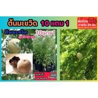 ราคา ต้นมะขวิด เพาะเมล็ด wood apple ต้นไม้โบราณหายาก ผลไม้ สมุนไพรไทย ต้นไม้ ปลอดสาร กระถาง ไม้ยืนต้น ไม้เลื้อย กิ่งตอน (24345854631)