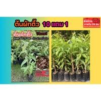 ราคา ต้นผักติ้ว ผักติ้วแต้ว ติ้วเลือด กวยโชง สมุนไพรไทย หากพื้นบ้านหายาก ดิน ปุ๋ย กระถาง สะเดา แค ต้นไม้ ผักสวนครัว น้ำพริก (55456852924)