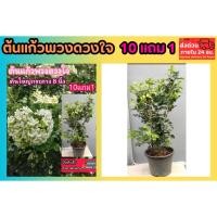 ราคา ต้นแก้วพวงดวงใจ พวงมณี ดอกแก้วหอม ดอกมะลิ ดอกไม้หอม พวงมาลัย ต้นไม้ไทยโบราณ ดิน ปุ๋ย กระถาง เมล็ดพันธุ์ ต้นกล้า จัดสวน (55256852987)