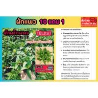 ราคา ผักแพว ผักไผ่ ผักสวนครัว เครื่องเคียงจิ้มน้ำพริก น้ำพริกปลาร้า น้ำพริกกะปิ สมุนไพรไทย ดิน ปุ๋ย กระถาง จัดสวน เมล็ดพันธุ์ (54106861432)