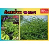 ราคา ต้นหลิวน้ำตก ไม้คลุมดิน จัดสวนน้ำตก กันแดด หลิวลู่ลม หลิวยอดทอง ไม้แดด หลิวใบ หลิวเลื้อย ไต้หวัน เฟิร์น หญ้า สวนอังกฤษ (50556860534)