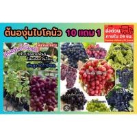 ราคา ต้นองุ่นไบโคนัว ปลูกง่าย ผลดก ไบคานัวร์ ไบคานูว์ ผลไม้ ผัก ไม้ซุ้ม ต้นกล้า ต้นไม้ เมล็ดพันธุ์ แอปเปิ้ล ส้ม มะเดื่อฝรั่ง (44452418168)