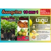 ราคา ต้นมะตูมไทย ต้นไม้สมุนไพรไทยดับร้อน แก้อาการ ต้นกล้า เพาะเมล็ด กิ่งตอน สวนปลอดสาร กระถาง ต้นไม้โบราณหายาก น้ำดื่มแก้ไอ (27288440126)