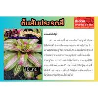 ราคา ต้นสับประรดสี ต้นไม้มงคล ฟอกอากาศ สีชมพู สับปะรด สวนพฤกษา ส่งฟรี จัดสวน แต่งบ้าน กระถาง ธรรมชาติ สวนรอบบ้าน พันธุ์ไม้ (40452548353)