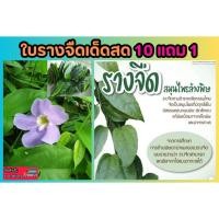 ราคา ใบรางจืดเด็ดสด ต้นไม้สมุนไพรไทย ชา ล้างพิษ รักษา บำรุง ป้องกัน ฟื้นฟู อักเสบ ปวด บวม ช้ำ ผักสลัด ดิน กระถาง ปุ๋ย เมล็ด (24208481684)