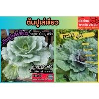 ราคา ต้นปูเล่เขียว กระถาง 8 นิ้ว ปลอดสาร ปลูกออแกนิก ผักสวนครัว ปูเล่ม่วง เคล คะน้า ผักกาด บล็อคโคลี่ ดิน กระถาง ต้นไม้ ปุ๋ย (26680392836)