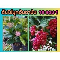 ราคา ต้นไข่มุกอันดามัน ไม้ประดับ ไม้มงคล ดอกสีชมพู ต้นไม้ ปลูกง่าย ธรรมชาติ ตกแต่งบ้าน สวนพืช ฟอกอากาศ ปุ๋ย ดิน ไม้หายาก (25781179047)