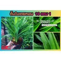 ราคา ต้นใบเตยหอม ปลูกธรรมชาติ ปลอดสารพิษ ใช้ทำขนม น้ำสมุนไพรต่างๆ ต้นไม้สมุนไพร ผักพื้นบ้าน ตกแต่ง สวน ปลูกรอบบ้าน สีผสม (24928102495)