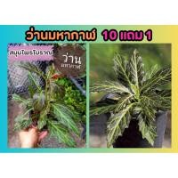 ราคา ว่านมหากาฬ สมุนไพรโบราณ อภัยภูเบศน์ สมุนไพร รักษาสะเก็ดเงิน เริม ขับพิษร้อนใน รักษางูสวัส ผักผลไม้ ลดอาการ ป้องกัน (29900440205)