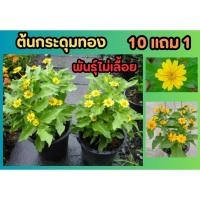 ราคา ต้นกระดุมทอง พันธุ์ไม่เลื้อย ไม้ฟอกอากาศ ดอกสีเหลือง ชอบแดด ไม้ประดับ จัดสวน แต่งบ้าน ไม้มงคล ปลูกง่าย รั้วบ้านทานตะวัน (29801045357)