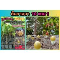 ราคา ต้นยางนา ต้นไม้ป่าเศรษฐกิจ เพาะเชื้อเห็ด พยุงไหหลำ ตะเคียนทอง ต้นสัก เต็ง รัง มะค่า ต้นกล้า เมล็ดพันธุ์ ดิน ปุ่ย กิ่งชำ (29515568801)