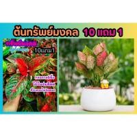 ราคา ต้นทรัพย์มงคล ต้นแก้วกาญจนา ดิฟเฟ่นบาเกีย สวนในร่ม ต้นไม้คลุมดิน จัดบ้าน สวนน้ำตก ดิน ปุ๋ย กระถาง ต้นไม้มงคล ฟอกอากาศ (29115633291)