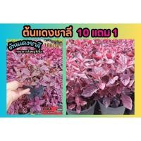 ราคา ต้นแดงชาลี กระถาง 6 นิ้ว ต้นไม้คลุมดิน ชอบแดดทนแล้ง สวนดอกไม้ จัดสวน แต่งบ้าน ผักสลัด มณีล้อมเพชร ต้นกล้า เมล็ดพันธุ์ (29054814031)