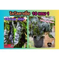 ราคา โคโลคาเซีย อโลฮ่า Colocasia Aloha ต้นไม้ บอนนอก บอนสี ต้นไม้สีดำ ฟอกอากาศ ไม้มงคล หิน ดิน ปุ๋ย สวน แต่งบ้าน (28757247333)