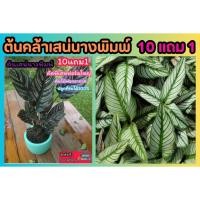 ราคา ต้นคล้าเสน่นางพิมพ์ คล้าขุนแผน ต้นไม้ฟอกอากาศ ปลูกในร่ม 100 ดิน หิน กระถาง ต้นกล้า ธรรมชาติ กิ่งชำ สวนน้ำตก แต่งบ้าน (28116753714)