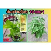 ราคา ต้นฮว่านง็อก สมุนไพรไทยรักษาโรค พญาลิง พญาวานร จักรนารยณ์ ยา บำรุง รักษา ป้องกัน ผัก แผนโบราณ สด อภัยภูเบศน์ ตำรับยา (27306805517)