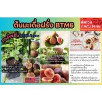 ราคา ต้นฟิกซ์ ต้นมะเดื่อฝรั่ง BTM6 ญี่ปุ่น Japan fig บราวน์ตุรกี ผลไม้ ผักสลัด ต้นกล้า ปลอดสาร กิ่งตอน เมล็ดพันธุ์ จัดสวน (27180179827)