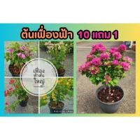 ราคา ต้นเฟื่องฟ้า สูง 35 40 ซม ไม้ดอก ไม้ประดับ จัดสวน แต่งบ้าน สวนดอกไม้ ต้นไม้มงคล ผักสวนครัว ดิน ปุ๋ย ฟอกอากาศ กระถาง (27051071727)