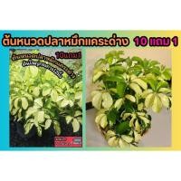 ราคา ต้นหนวดปลาหมึกแคระด่าง ด่างเหลือง หนุมานประสานกาย ไม้พุ่ม ไม้คลุมดิน สวนน้ำตก แต่งบ้าน สมุนไพร กรองฝุ่น ไม้ด่าง จัดสวน (26865628890)