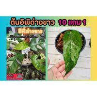 ราคา ต้นอิพิด่างขาว Epipremnum pinnatumไม้ด่าง ต้นไม้ ไม้ฟอกอากาศ ด่างขาว ด่างเหลือง จัดสวน ตกแต่งสวน ตกแต่งบ้าน ไม้ (26708057554)