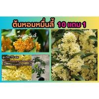 ราคา ต้นหอมหมื่นลี้ ดอกไม้กินได้ ต้นไม้ยืนต้น ชาดอกไม้ ผักสลัด ปุ๋ย ดิน ต้นกล้า เมล็ดพันธ์ุ กิ่งตอน ชาผลไม้ สารภีฝรั่ง นนทรี (26557407084)