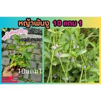 ราคา หญ้าพันงู หญ้าพันงูเขียว หญ้าน้ำดับไฟ ต้นไม้ สมุนไพรไทย ผักสวนครัว ยาสมุนไพรพื้นบ้าน สมุนไพรโบราณ ปุ๋ย ดิน เข้าตำรับยา (26456783563)