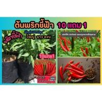 ราคา ต้นพริกชี้ฟ้า ผักสวนครัว จินดา ขี้หนูสวน ผักชี ต้นหอม มะนาว พริกกระเหรี่ยง ผัก สมุนไพรไทย น้ำพริก ต้นกล้า เมล็ดพันธุ์ (26415407748)