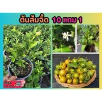 ราคา ต้นส้มจิ๊ด ส้มมะปิ๊ด กระถาง 6 นิ้ว ปลอดสาร ผลไม้ มะนาว มะนาวแป้น ส้มซ่า ผักสวนครัว ผักสลัด ดิน หิน ปุ๋ย กระถาง ฟอกอากาศ (26400641238)