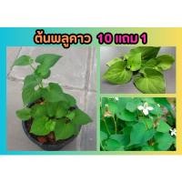 ราคา ต้นพลูคาว ปลอดสารพิษ ลดอักเสบ พืชสมุนไพร ไม้ประดับ ต้นไม้ ฟอกอากาศ สวน จัดสวน แต่งบ้าน ธรรมชาติ สวนครัว ดิน หิน ทราย (26350439052)