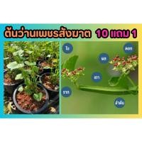 ราคา ต้นว่านเพชรสังฆาต แก้ริดสีดวง ต้นไม้ ปลูกง่าย สมุนไพรไทย ไม้เลื้อย พืชโบราณ ตำรับยา อภัยภูเบศน์ ผักสวนครัว ดิน ปุ๋ย (26051134820)