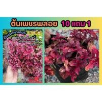 ราคา ต้นเพชรพลอย กระถาง 6นิ้ว มณีล้อมเพชร แดงชาลี ต้นไม้คลุมดิน สีแดงใบสวยชอบแดด จัดสวน แต่งบ้าน ผักสลัด ต้นกล้า เมล็ดพันธุ์ (26004990454)