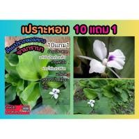 ราคา เปราะหอม สมุนไพร ไทย ผักพื้นบ้าน ข่ามาราบา ต้นไม้ จัดสวน ดิน ปุ๋ย ผักสลัด แว่นอูด ว่านอูด ตูบหมูบ ว่านตีนดิน ว่านนกยูง (25925656070)