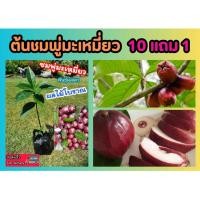 ราคา ต้นชมพู่มะเหมี่ยว ขนาด 30 50 cm ผลไม้โบราณหาทานยาก สวนแต่งบ้าน ผลไม้หายาก ปุ๋ย ดิน ไร่ นา ปลอดสารพิษ ปลูกง่าย ธรรมชาติ (25924791295)