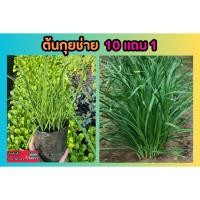 ราคา ต้นกุยช่าย ดอกกุยช่าย ผักสวนครัว ล้างไขมัน ป้องกันมะเร็ง ดอกไม้ ต้นไม้ ผักสลัด สมุนไพร อภัยภูเบศ น์ ดิน หิน ปุ๋ย เมล็ด (25828086762)