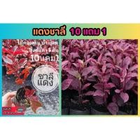 ราคา แดงชาลี จัดสวน แต่งบ้าน ต้นไม้ ชอบแดด ไม้มงคล คลุมดิน ช่วยฟอกอากาศ แดดจัด สีแดง ปุ๋ย ดิน กระถาง ผักสวนครัว ปูหญ้า สนาม (25827526343)