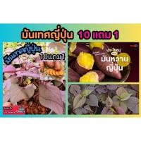 ราคา มันเทศญี่ปุ่น มันหวาน ปลอดสาร นินจิอิโมะ สีส้มมันแครอท ผักสวนครัว ผลไม้ ปุ๋ยดิน กระถาง หิน ต้นไม้ ดอกไม้ ไม้แดด ผักสลัด (25729247853)