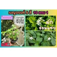 ราคา เบญจรงค์ 5 สี สมุนไพร ตำลึงหวาน อ่อมแซ่บ ต้นไม้กินได้ ต้นไม้ ฟอกอากาศ สวน บ้าน สวนครัว ดอกไม้กินได้ ป่าธรรมชาติ ปลูก (25680716225)