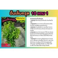 ราคา ต้นเล็บครุฑ แต่งบ้าน ธรรมชาติ ไร่นา ยาสมุนไพรไทยพื้นบ้าน จิ้มน้ำพริก ผักสวนครัว ต้นไม้ ตำรับยาโบราณ อภัยภูเบศร์ (25675600227)