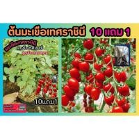 ราคา ต้นมะเขือเทศราชินี ต้นมะเขือเทศเชอรี่ สีแดง ผักสวนครัว ต้นไม้ ผลไม้ สมุนไพร ดิน ปุ๋ย กระถาง ไม้แดด อาหารสด ต้นไม้เลื้อย (25608481365)