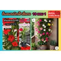 ราคา ต้นอมรเบิกฟ้าสีแดง ต้นไม้เลื้อย ดอกไม้ สีชมพู สีขาว ดอกซ้อน อรุณเบิกฟ้า กระถาง ซุ้มไม้เลื้อย ต้นกล้า เมล็ดพันธุ์ สวน ป่า (44157617675)