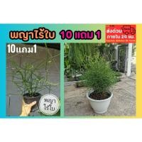 ราคา พญาไร้ใบ ไม้ประดับ ไม้ธรรมชาติ ต้นไม้ฟอกอากาศ ไม้พุ่ม ไม้ประดับ ไม้ยืนต้น สมุนไพร ต้นไม้ ฟอกอากาศ สวน จัดสวน แต่งบ้าน (43601585392)