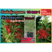 ราคา ต้นพันธุ์มะตูมแขก มะตูมมาเลย์ สะเดาบาเรนห์ สะเดามาเลย์ พริกไทยมพู สตางค์แดง สมุนไพร ขับถ่าย ดีท๊อกซ์ ผลไม้ปลอดสาร กระถาง (42907614632)