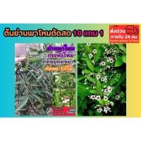 ราคา ต้นย่านพาโหมตัดสด ไร้สาร ออแกนิก กระพังโหม ตดหมูตดหมา สมุนไพรไทย เบาหวาน อักเสบ ป้องกัน ความดัน ภูมิแพ้ ไขมันอุดตัน (42901622130)