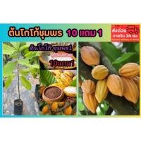 ราคา ต้นโกโก้ชุมพร ต้นกล้าเพาะเมล็ด ต้นไม้เศรษฐกิจ ผลไม้ ชอคโกแลตกิ่งตอน ดิน ปุ๋ย กระถาง สมุนไพร เครื่องเทศ ไม้ดอก โกโก้ (42157617836)