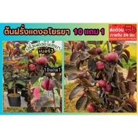 ราคา ต้นฝรั่งแดงอโยธยาเบอร์3 ต้นสูง 60 70 ซม ผลไม้ไทย ต้นกล้า ผักสวนครัว ไม้ผลยืนต้น ปลอดสาร กระถาง สีแดง กิมจู หงส์เปาสือ (41907626110)
