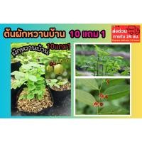 ราคา ต้นผักหวานบ้าน ผักพื้นบ้าน สลัด ต้นกล้า เมล็ดพันธุ์ กิ่งชำ ผักหวานป่า ตำลึง แกงลาว สมุนไพรไทย ดิน ปุ๋ย ปลูกง่าย ธรรมชาติ (41502428289)