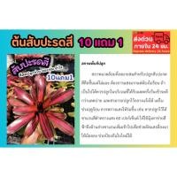 ราคา ต้นสับปะรดสี ต้นไม้มงคล ไม้ฟอกอากาศ ธรรมชาติ คอนโด จัดสวน แต่งบ้าน ในร่ม รำไร ไม้ใบ สวนเฟริน ปุ๋ย ดิน หิน กระถางต้นไม้ (41451666166)