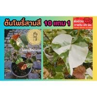 ราคา ต้นโพธิ์สามสี ไม้ด่าง โพธิ์ 3 สี 7 สี โพธิ์ด่าง ไม้ประดับ ธรรมชาติ ต้นไม้ ฟอกอากาศ จัดสวน แต่งบ้าน กระถาง ต้นโพธิ์ (41252526477)